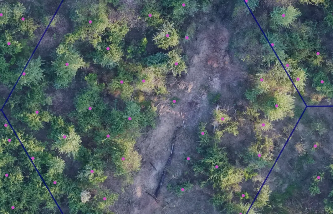 Green trees in a forest marked with purple dots, each enclosed within a hexagonal frame